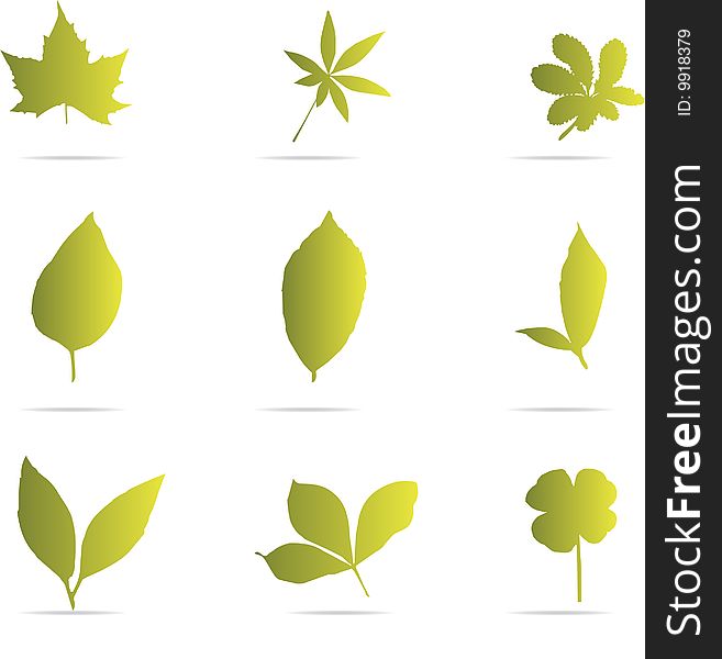 Green leaf vector set. Design elements. Green leaf vector set. Design elements