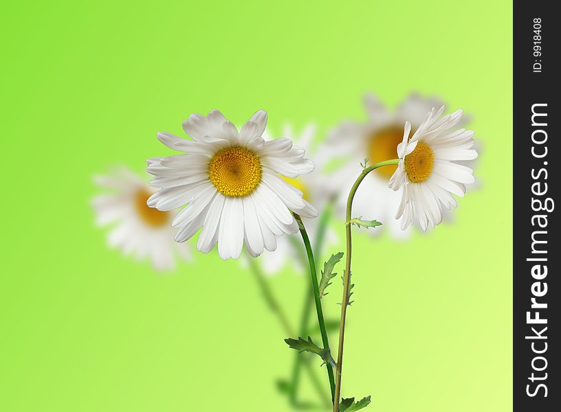 Flowers of camomile on green background