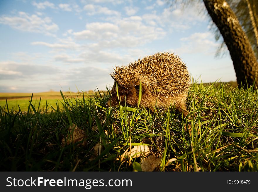 A little hedgehog in grass seeking  food on sky background
