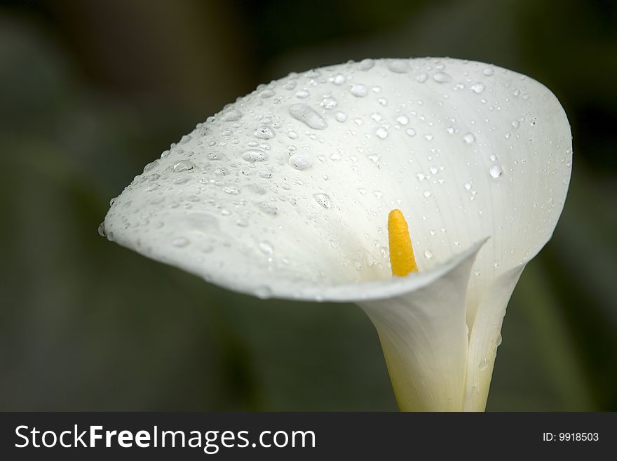 White Lily with Raindrop in the Field. White Lily with Raindrop in the Field