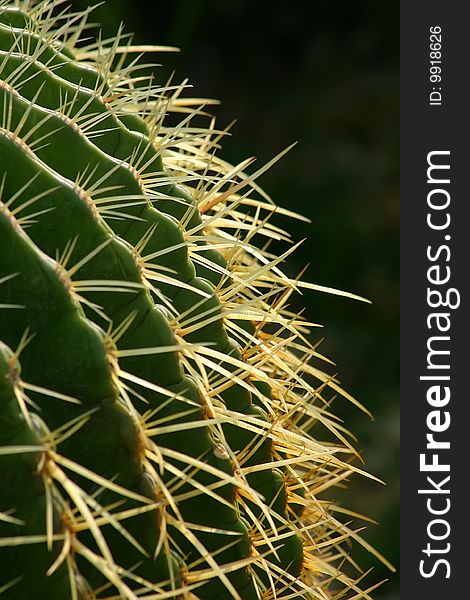 Nearly from the thorny ribs of the cactus. Nearly from the thorny ribs of the cactus.