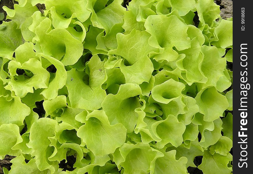 Green fresh salat for background. Green fresh salat for background