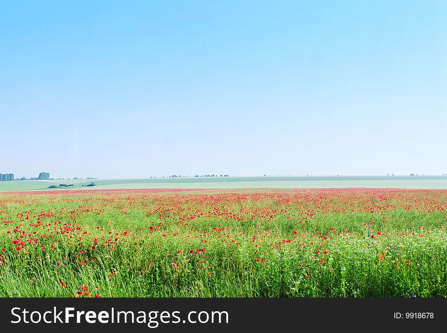 An image of a vast field of poppies and blue sky