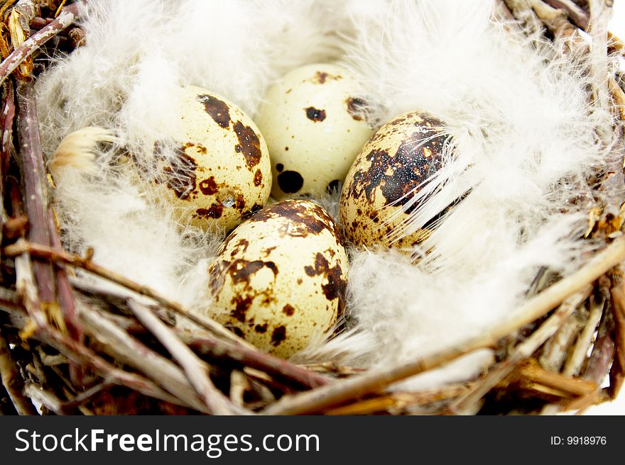 Quail eggs in nest with white feathers