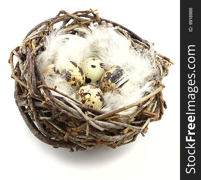 Quail Eggs In Nest