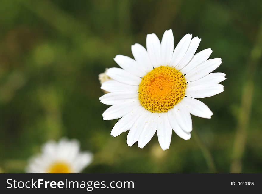 Daisy flower in a green field