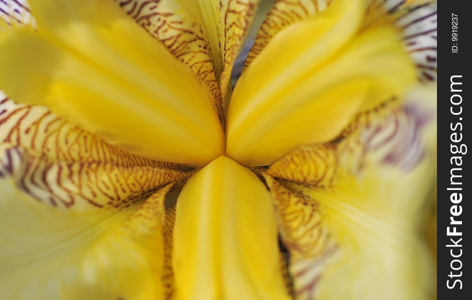 Close up of yellow iris