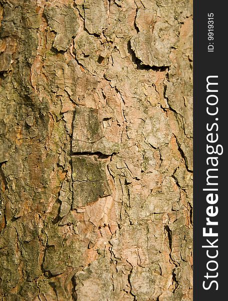 Rough wooden bark macro texture. Rough wooden bark macro texture