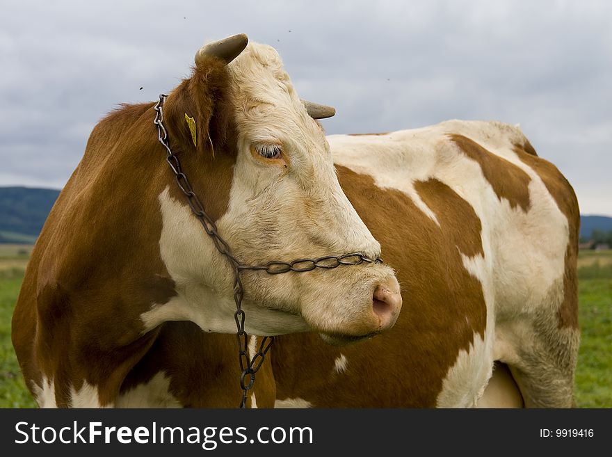 Cow On A Pasture