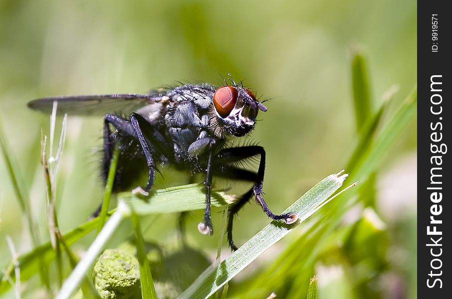 Details of a fly sitting on grass