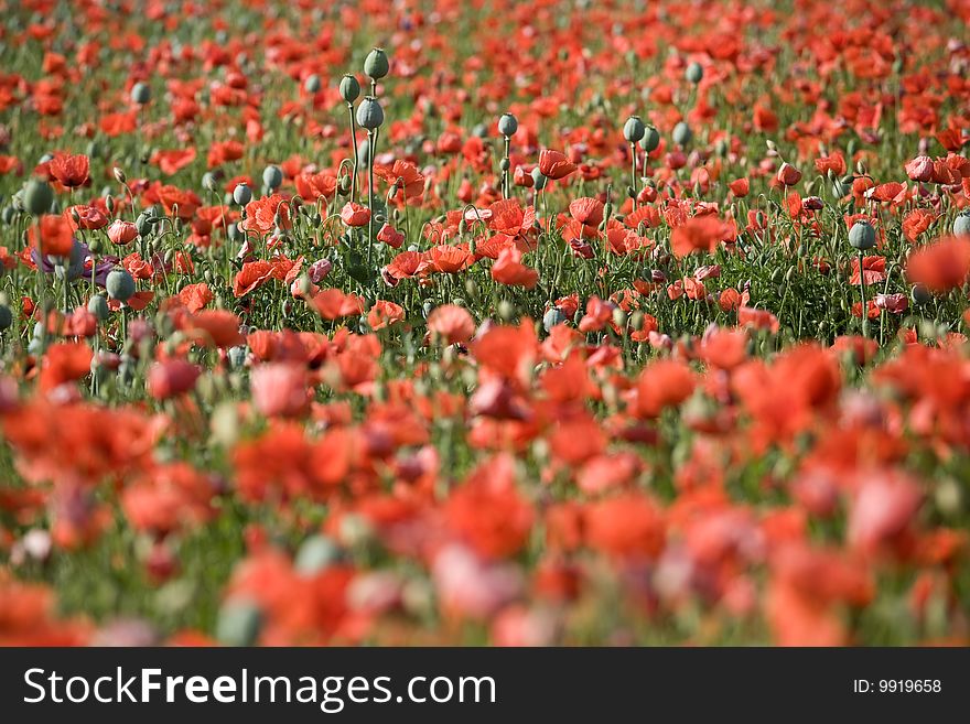 Red poppy bloom field with white and violet flowers.