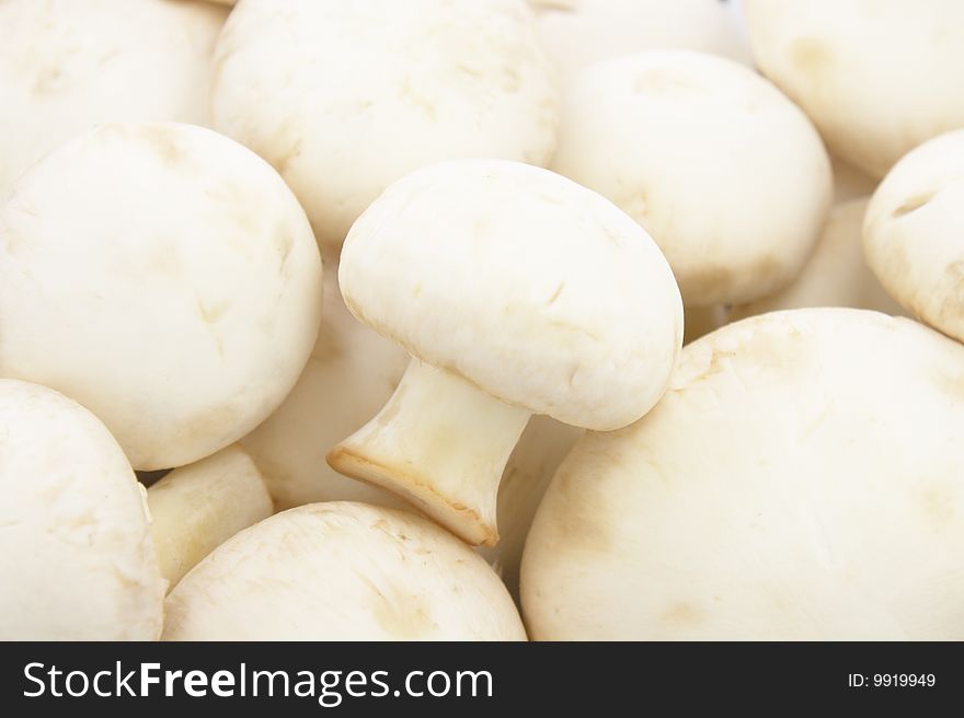 Fresh white raw mushrooms pile. Fresh white raw mushrooms pile