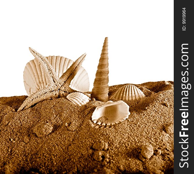 Seashell and seastar on sand with white background