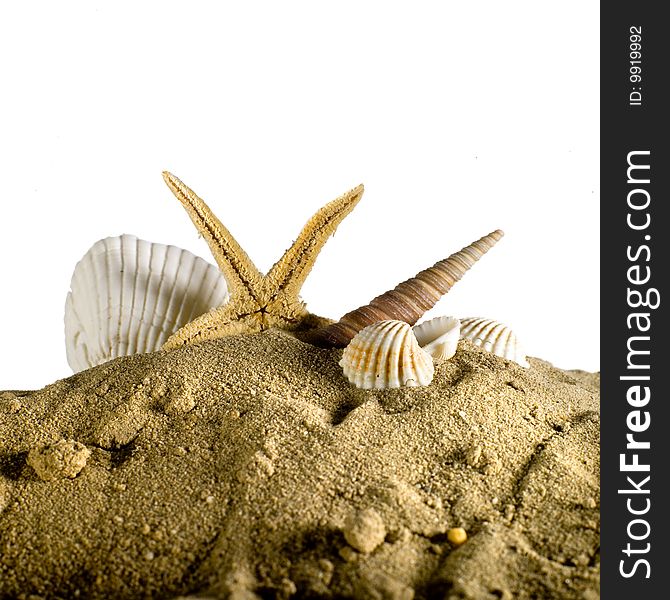 Seashell and seastar on sand with white background