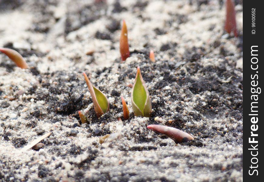 The Green Shoots Of The Tulips Breaking Through The Ground