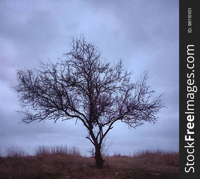 A bare tree on the seashore under cloudy skies. A bare tree on the seashore under cloudy skies.