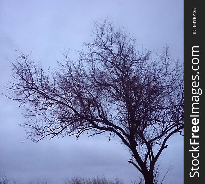 Sky, Branch, Tree, Winter