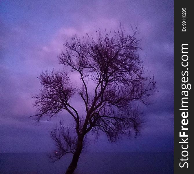 Single tree without leaves in a purple Winter landscape, touch of blue in the sky. Single tree without leaves in a purple Winter landscape, touch of blue in the sky.