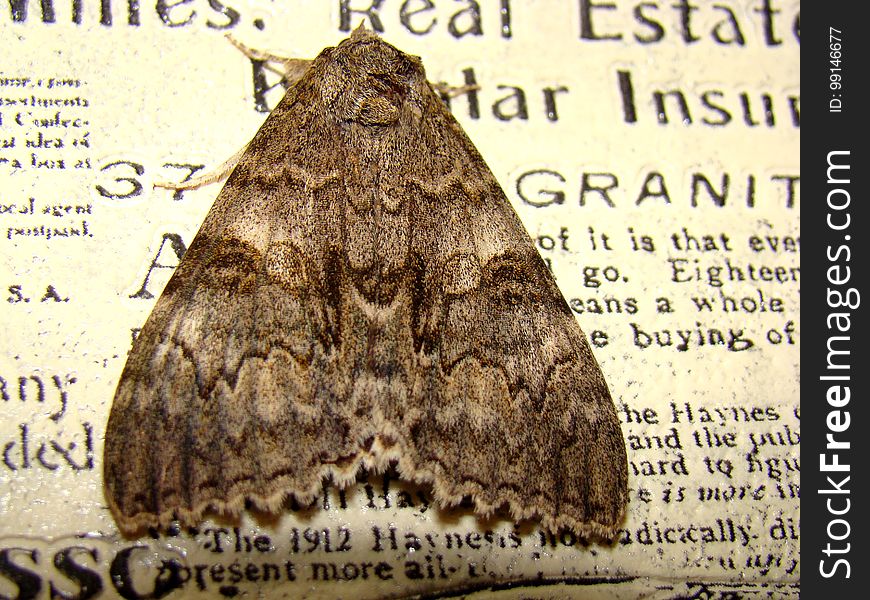 Gray Night Moth Flew Into The House