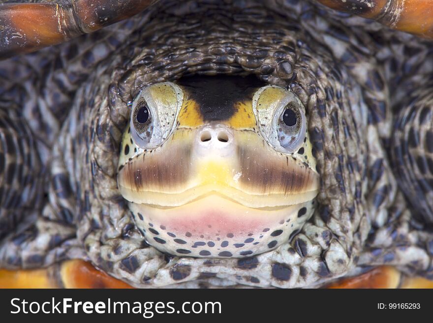 Texas Diamondback terrapin, Malaclemys terrapin littoralis