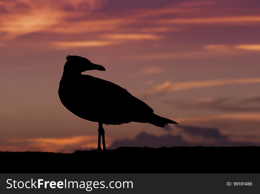 Sky, Beak, Seabird, Bird