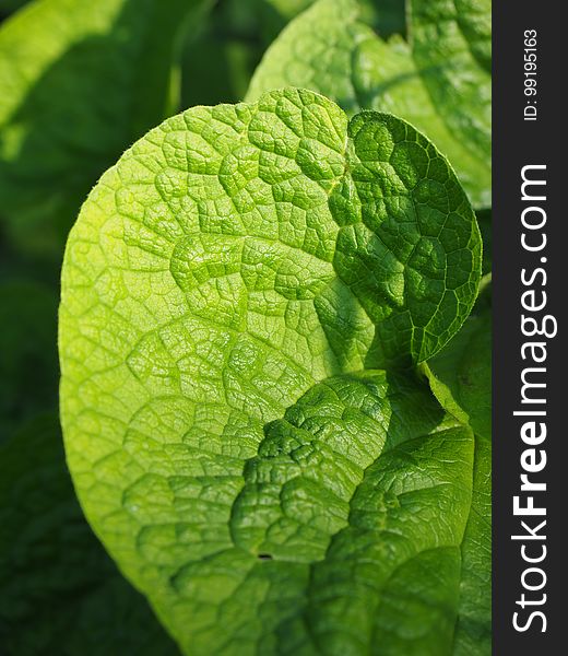 Leaf, Green, Herb, Plant
