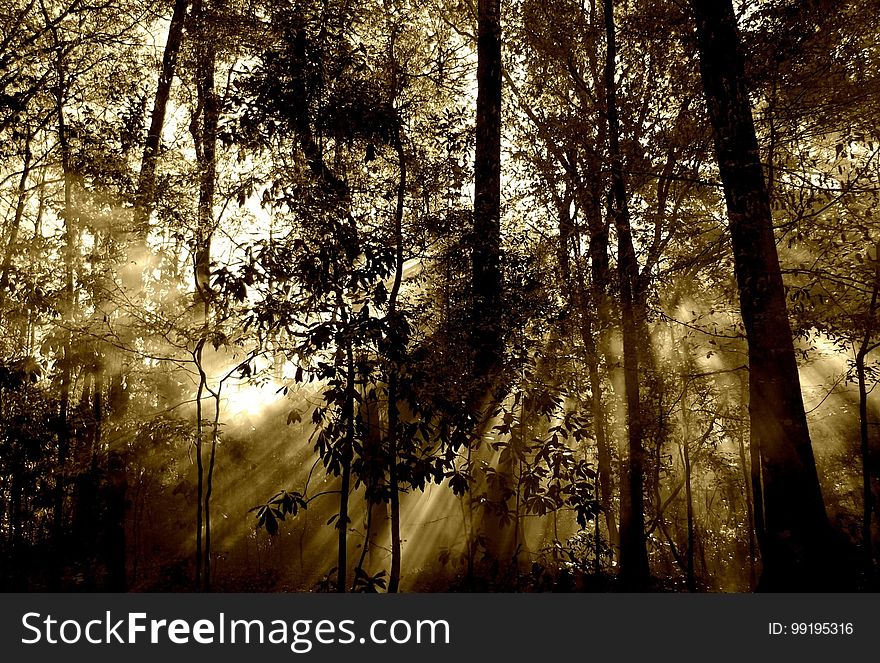 Nature, Forest, Woodland, Tree