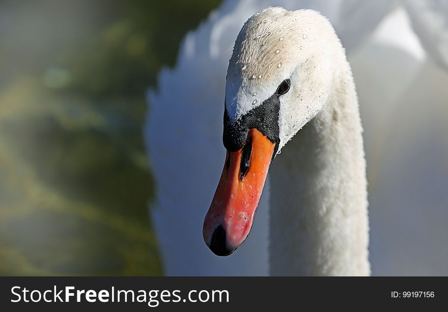 Bird, Beak, Swan, Water Bird