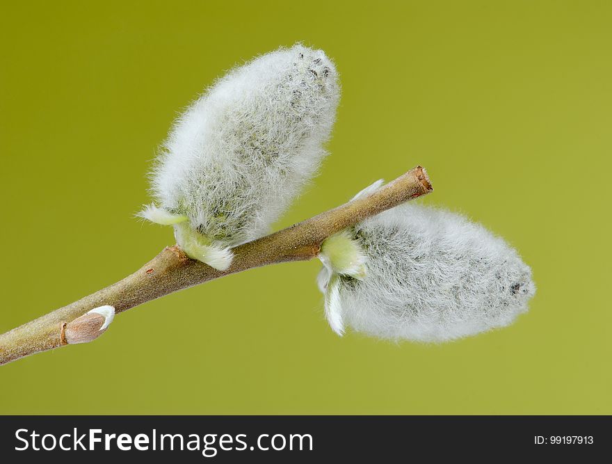 Macro Photography, Close Up, Bud, Twig