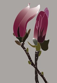 Magnolia Buds Stock Image Magnolia Buds Stock Image