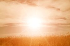 Gold Wheat Stock Photos Gold Wheat Stock Photos