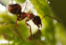 Ant On The Grass. Stock Images