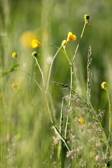 Buttercup In The Field. Stock Image Buttercup In The Field. Stock Image