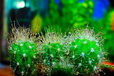 Cactus Wash. Stock Photography Cactus Wash. Stock Photography