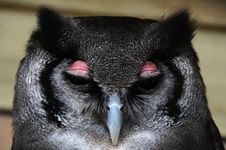 Milky Eagle Owl Stock Images Milky Eagle Owl Stock Images