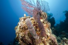 Ocean, Coral And Sun Royalty Free Stock Photos Ocean, Coral And Sun Royalty Free Stock Photos