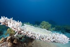 Ocean, Coral And Sun Royalty Free Stock Image Ocean, Coral And Sun Royalty Free Stock Image