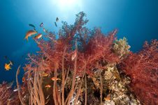 Ocean, Coral And Sun Royalty Free Stock Photography Ocean, Coral And Sun Royalty Free Stock Photography