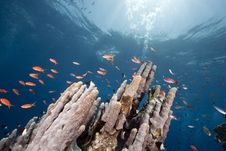 Ocean, Coral And Sun Royalty Free Stock Photo Ocean, Coral And Sun Royalty Free Stock Photo