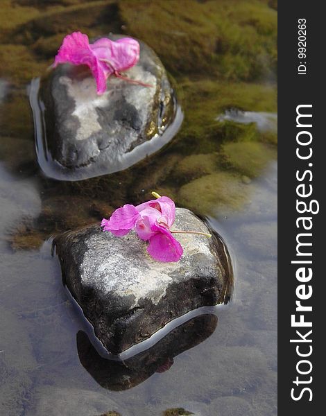 Pink Blossoms lying on pebbles in a beach Symbol for Time passing by