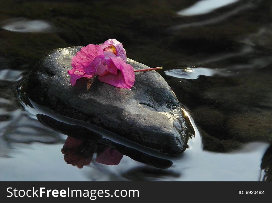 Blossom Lying on a Pebble. Blossom Lying on a Pebble