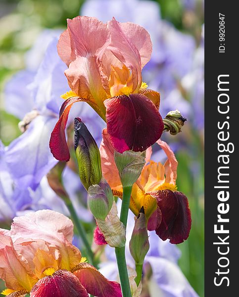 Colorful irises closeup shallow dof. Colorful irises closeup shallow dof