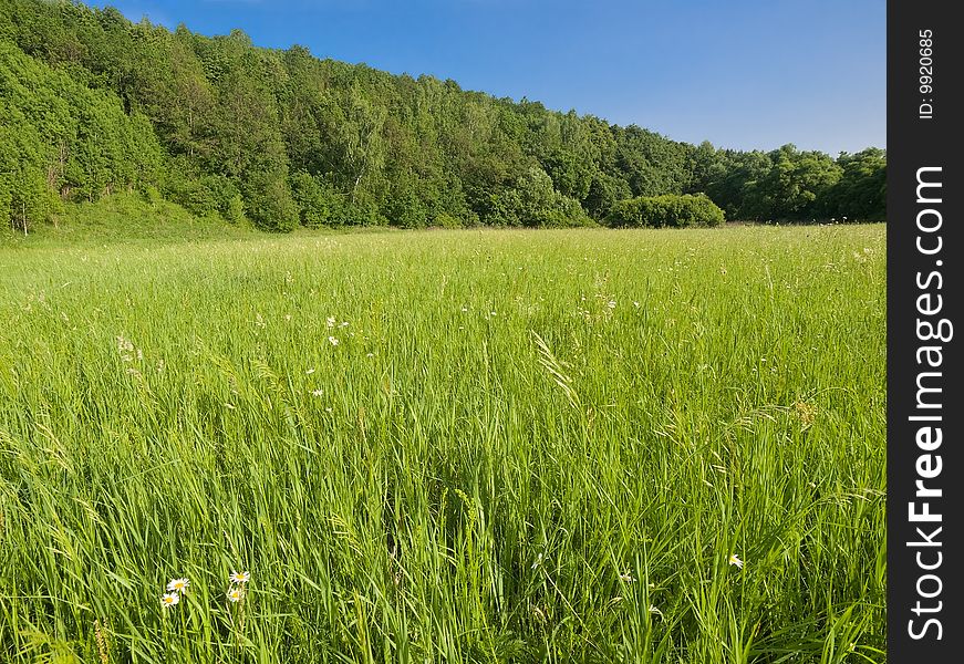 Green grass meadow and blue sky summer landscape. Green grass meadow and blue sky summer landscape