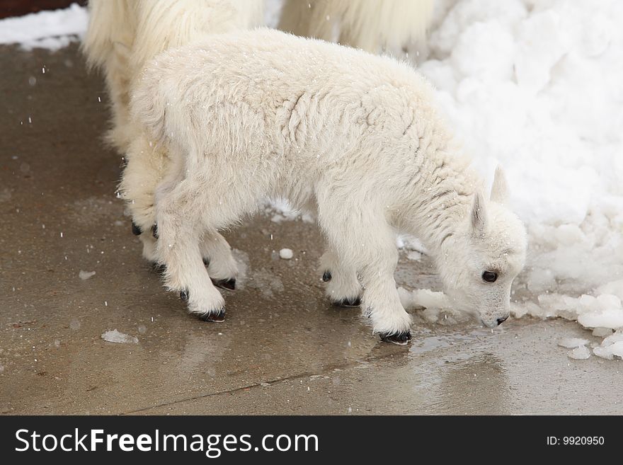 Baby mountain goat in the snow