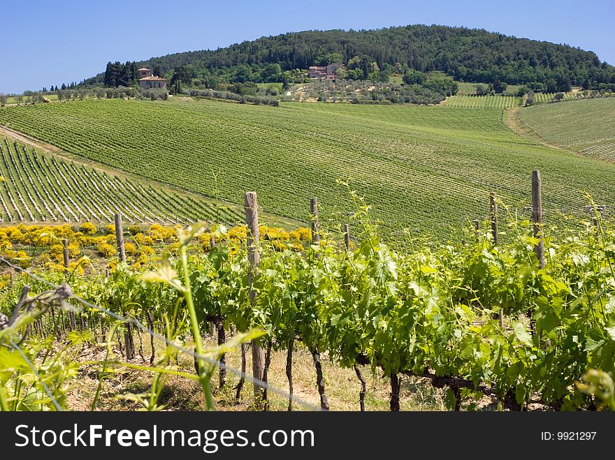 Tuscan vineyards in the Chianti region, Italy. Tuscan vineyards in the Chianti region, Italy.