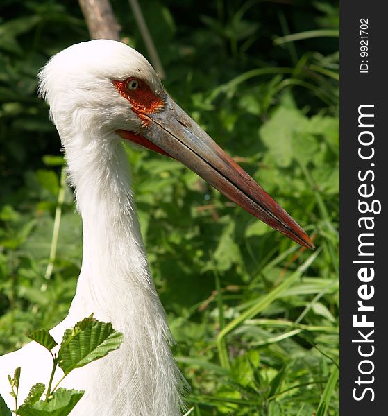 White maguari stork standing and watching