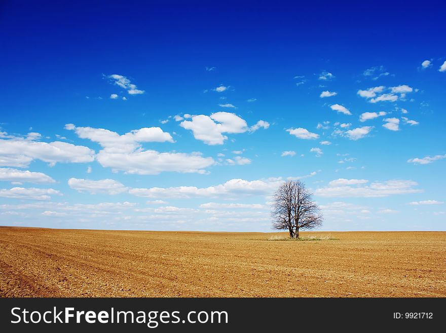 Alone tree in dry field