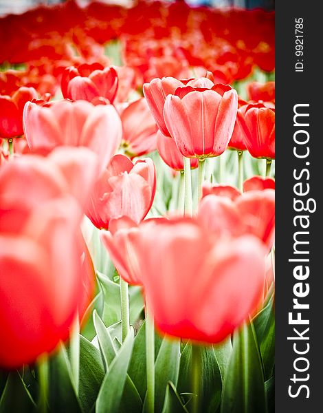 Red tulip flowers in springtime. Red tulip flowers in springtime