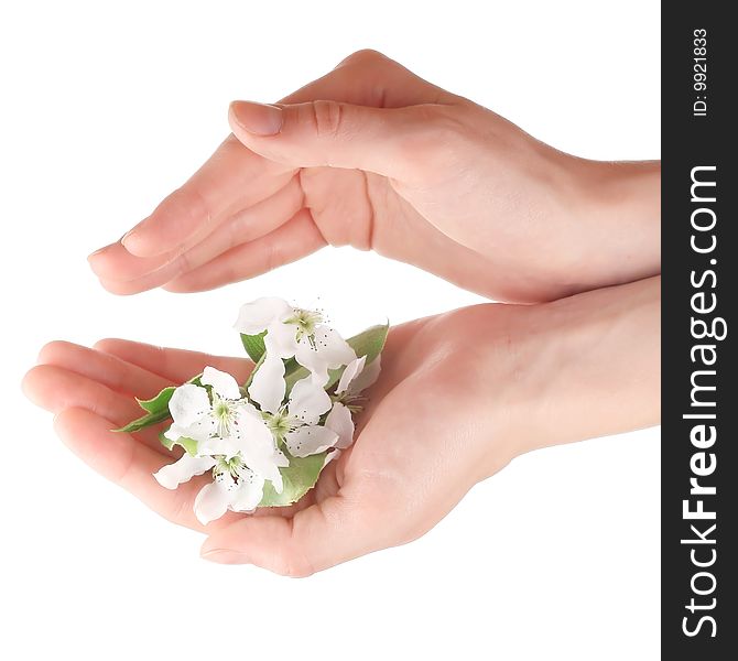 Branch with blossoms in hands