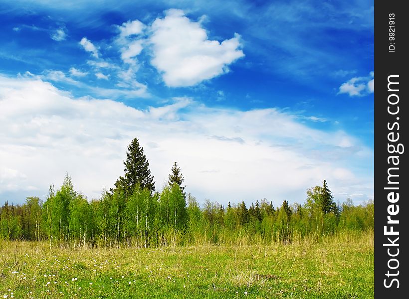 Forest's edge with blue sky